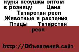 куры несушки.оптом 170 в розницу 200 › Цена ­ 200 - Татарстан респ. Животные и растения » Птицы   . Татарстан респ.